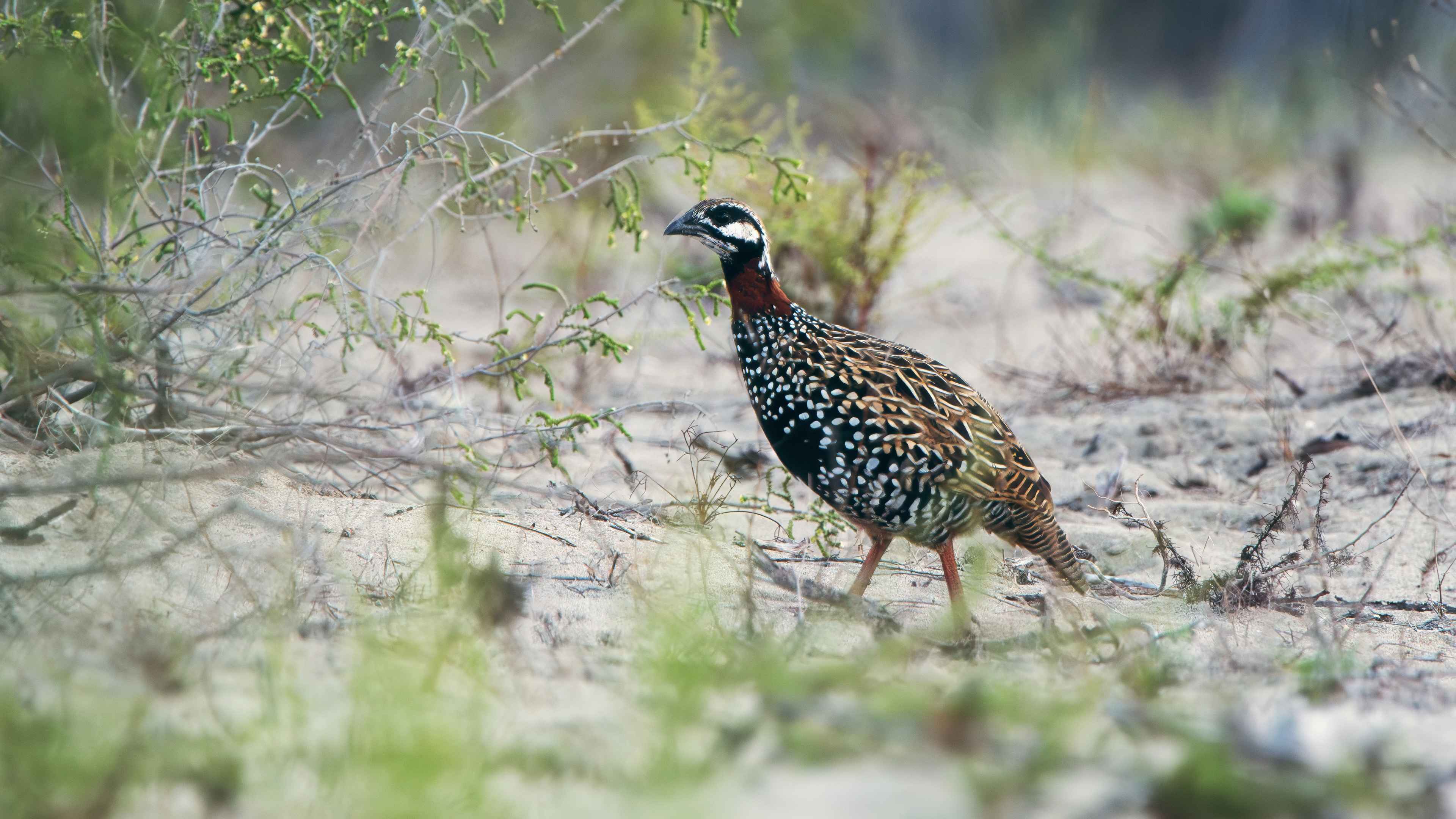 Black Francolin